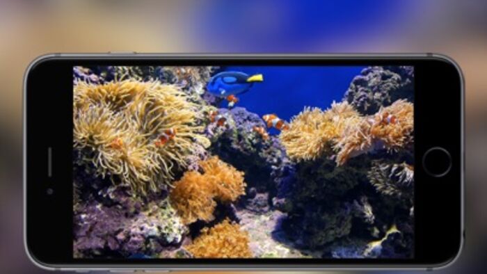 水族館 熱帯魚 サンゴ礁の壁紙 Iphone Ipad アプリランキング